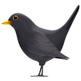 Black Bird