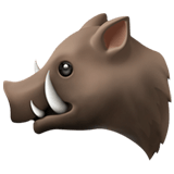 Boar