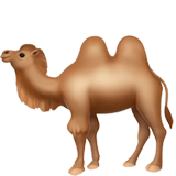 Camel