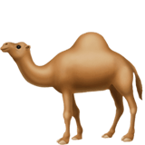 Dromedary Camel