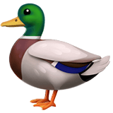 Duck