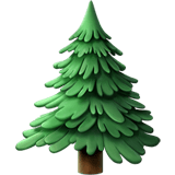 Evergreen Tree