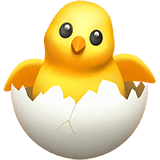 Hatching Chick