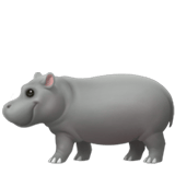 Hippopotamus