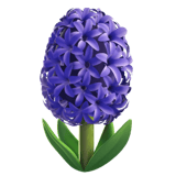 Hyacinth