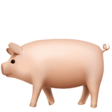 Pig2