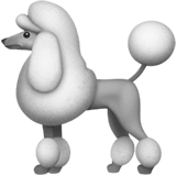 Poodle