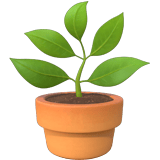 Potted Plant