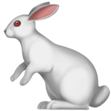 Rabbit2