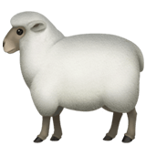 Sheep